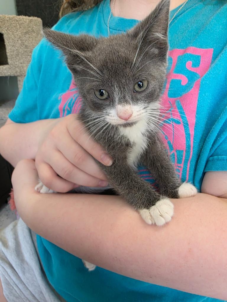 Macadamia, Adoptable, Kitten Male Domestic Short Hair.