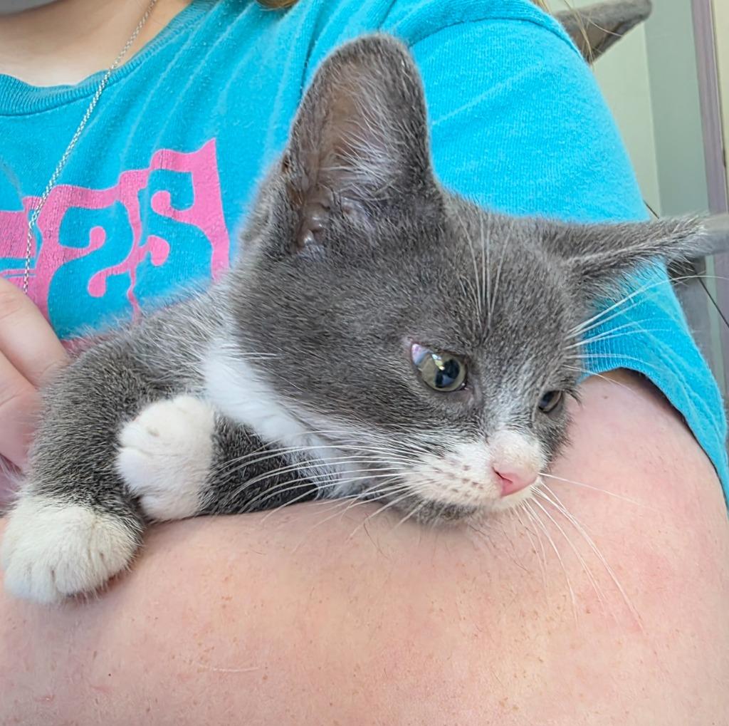 Macadamia, a Adoptable mixed breed in Buford, GA image 2/6