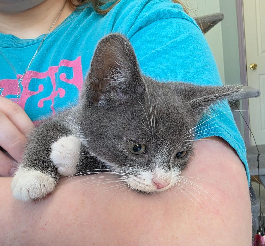 Macadamia, a Adoptable mixed breed in Buford, GA image 3/6