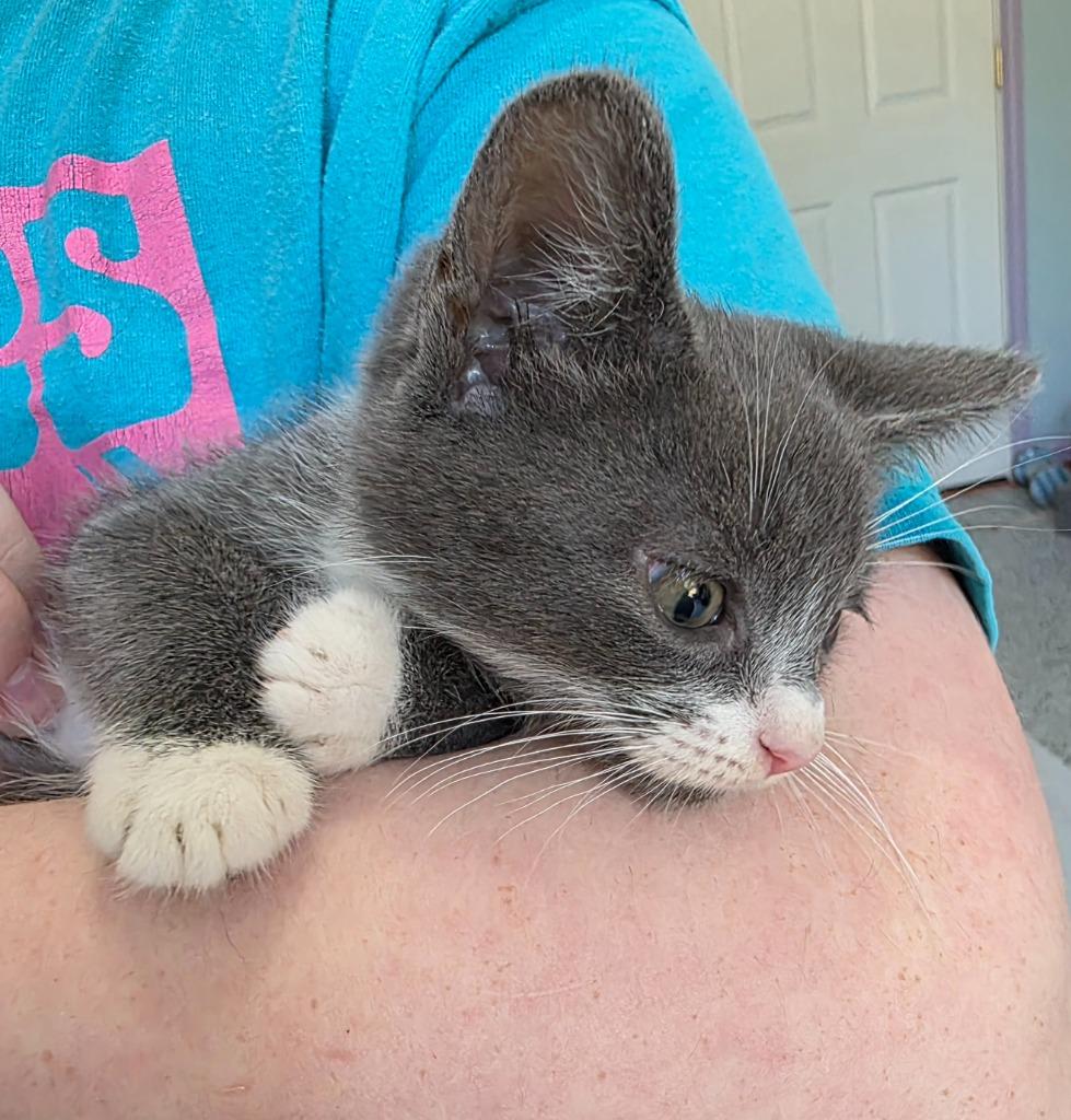 Macadamia, a Adoptable mixed breed in Buford, GA image 5/6