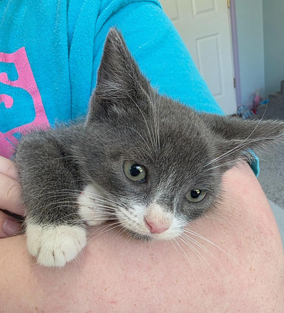 Macadamia, a Adoptable mixed breed in Buford, GA image 6/6
