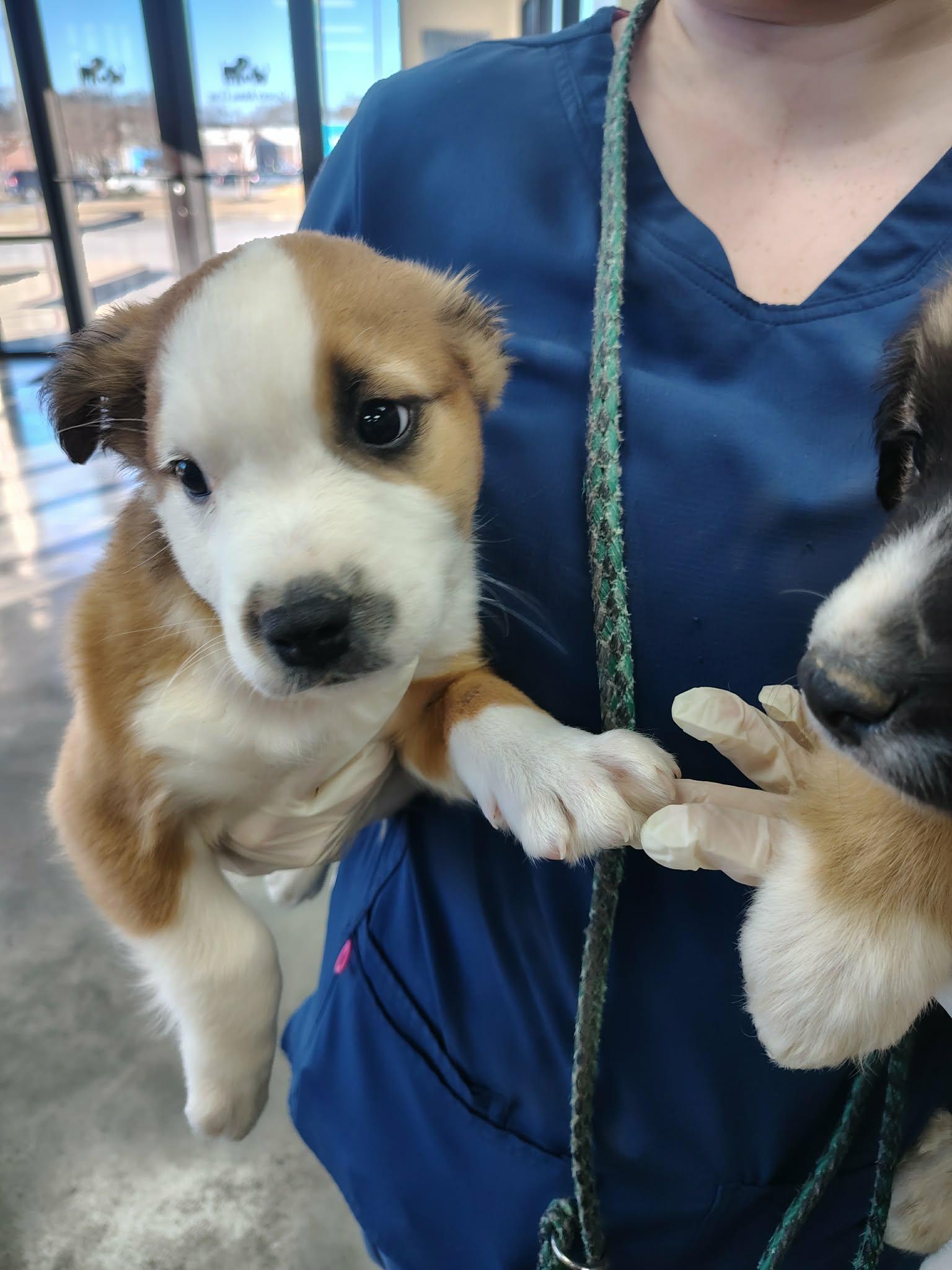 Toby, Adoptable, Puppy Male Great Pyrenees & Australian Shepherd.