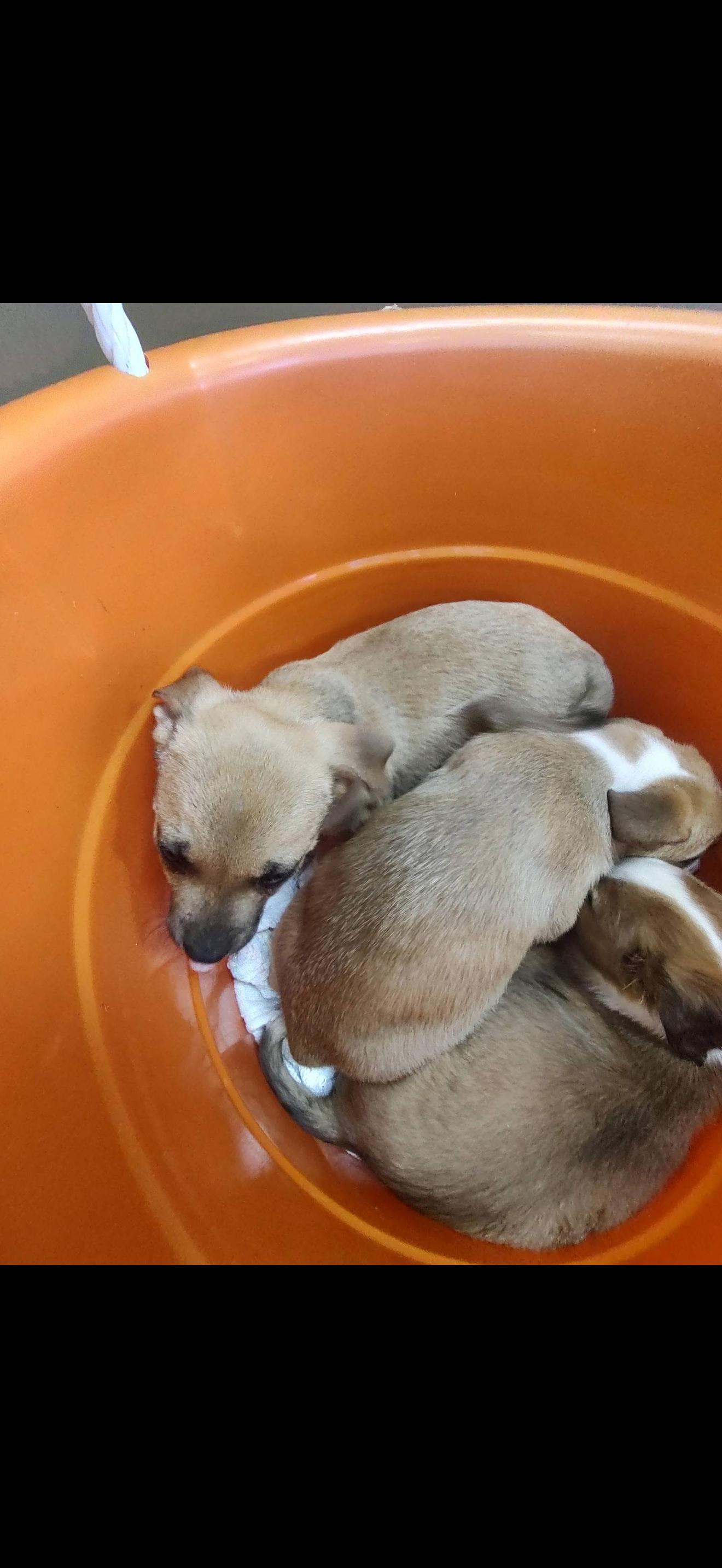 Enlarge Toby, a Adoptable mixed breed in Bradenton, FL image 2/2