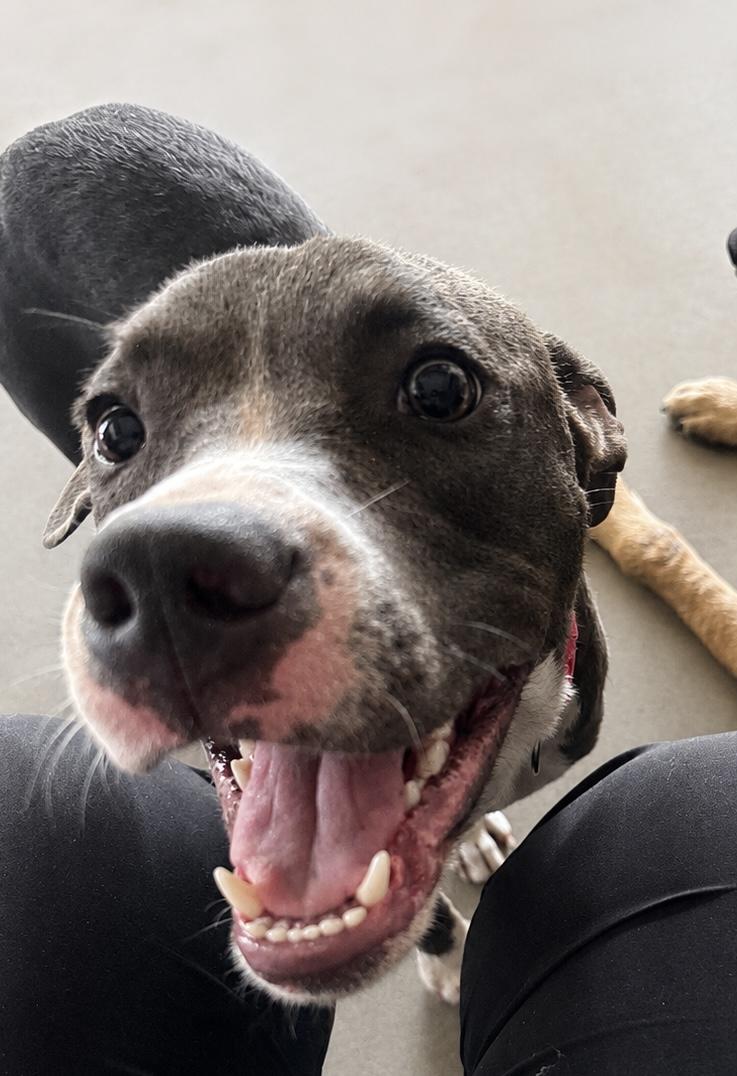 Tuesday, a Adoptable mixed breed in Dallas, TX image 3/5
