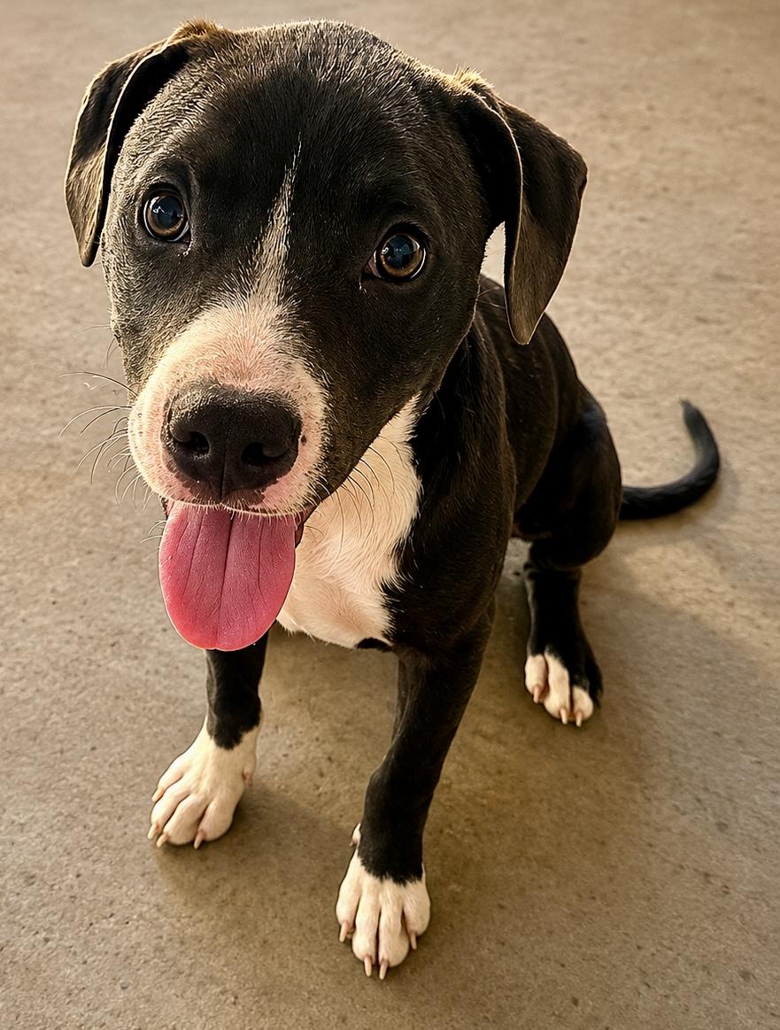 Tuesday, a Adoptable mixed breed in Dallas, TX image 2/5