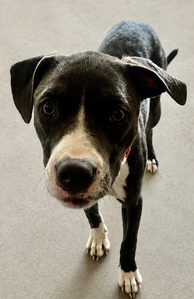 Tuesday, a Adoptable mixed breed in Dallas, TX image 5/5