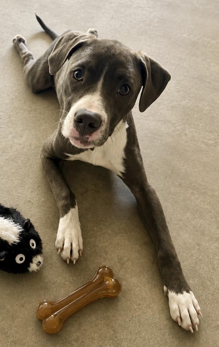 Tuesday, Adoptable, Adult Female Labrador Retriever & American Staffordshire Terrier.
