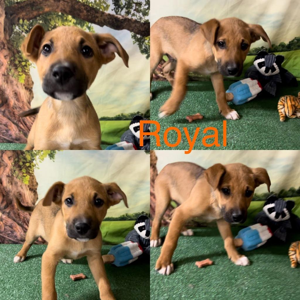 Royal, Adoptable, Adult Male German Shepherd Dog & Terrier.