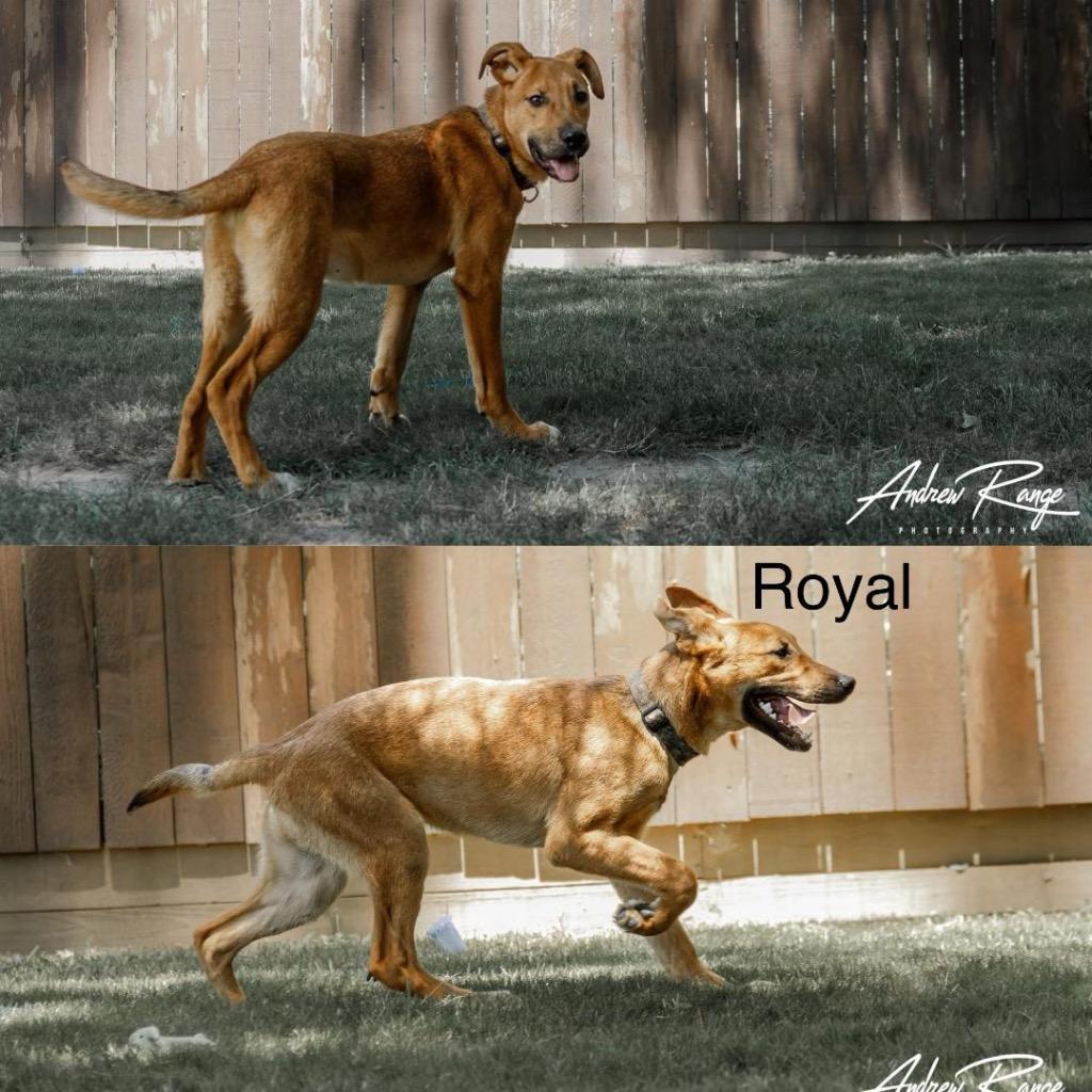 Enlarge Royal, a Adoptable mixed breed in White Hall, IL image 2/2