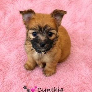 Cynthia, adopted, Puppy Female Maltese & Yorkshire Terrier.