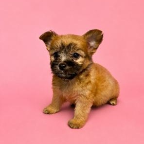 Cynthia, an adopted mixed breed in Lodi, CA image 2/2