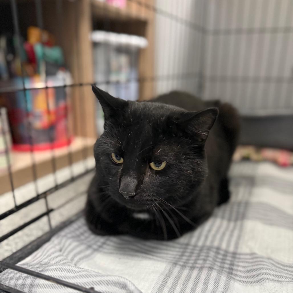 Enlarge Diablo, a Adoptable Domestic Short Hair in Monticello, IA image 5/5