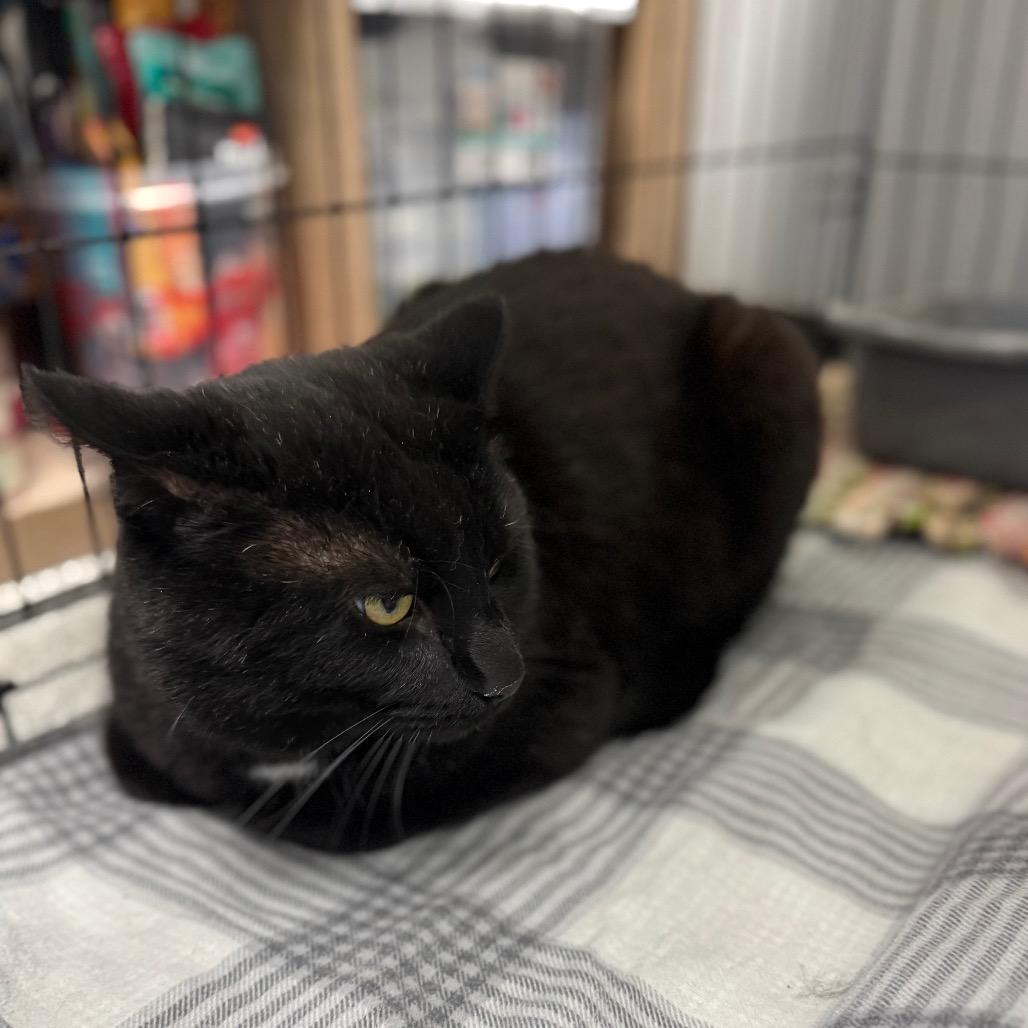 Enlarge Diablo, a Adoptable Domestic Short Hair in Monticello, IA image 4/5