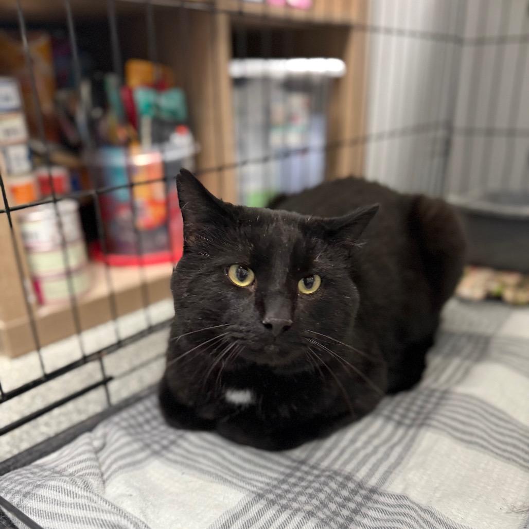 Enlarge Diablo, a Adoptable Domestic Short Hair in Monticello, IA image 2/5