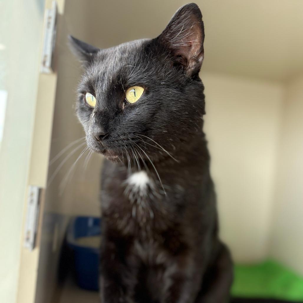 Enlarge Diablo, a Adoptable Domestic Short Hair in Monticello, IA image 1/5