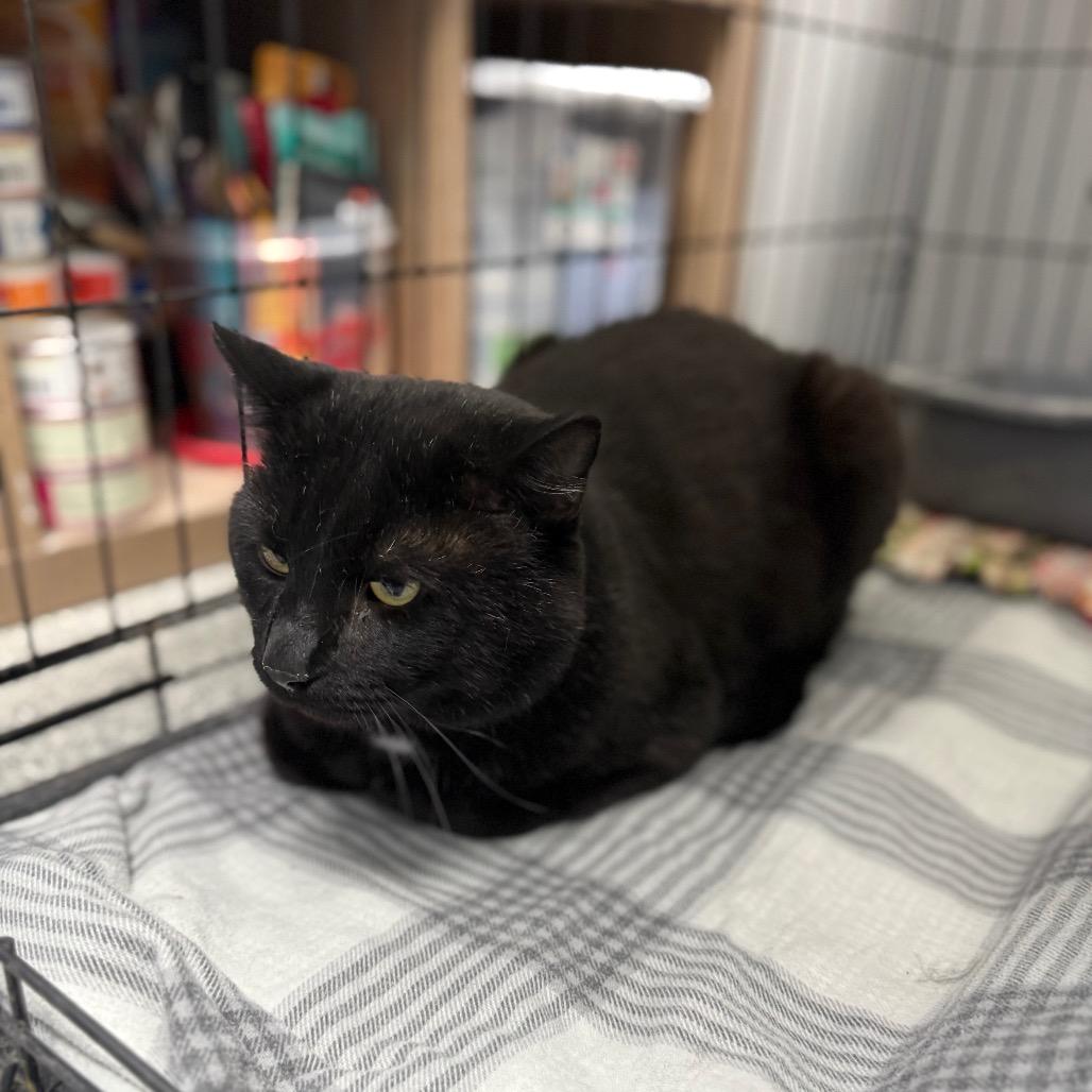 Enlarge Diablo, a Adoptable Domestic Short Hair in Monticello, IA image 3/5