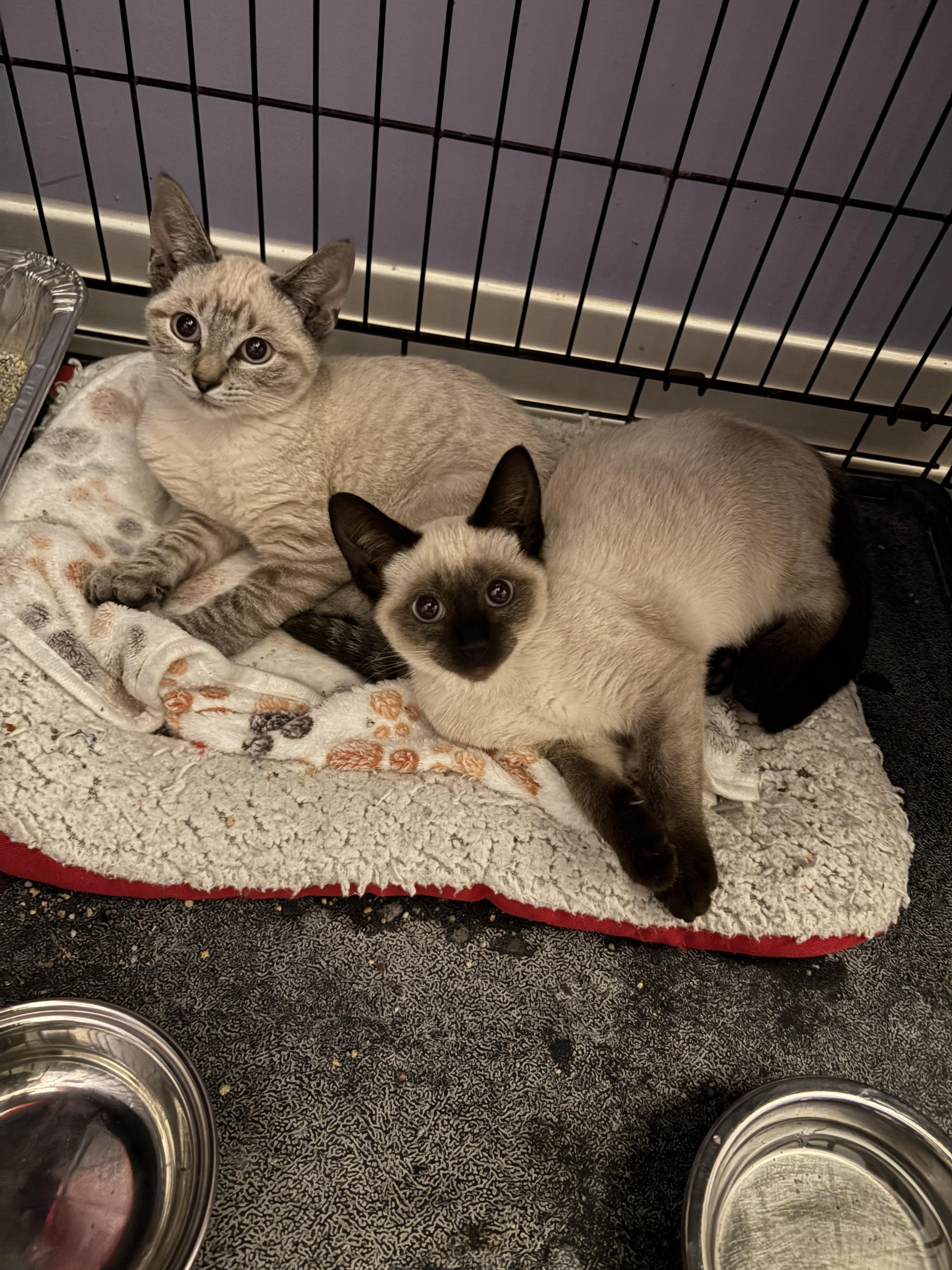 Heathcliff, adopted, Kitten Male Siamese.