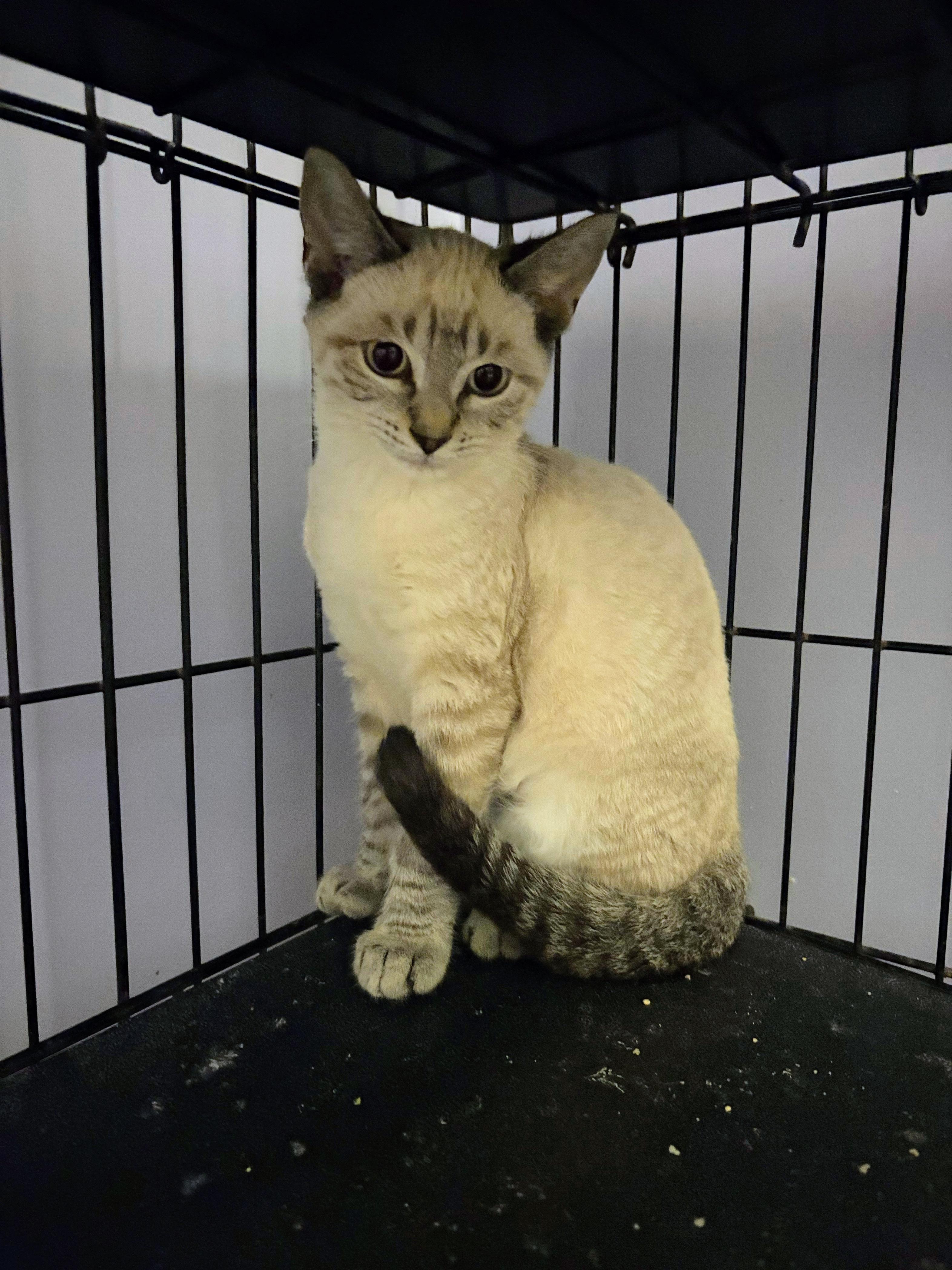 Enlarge Heathcliff, an adopted Siamese in Saint Pete Beach, FL image 2/3