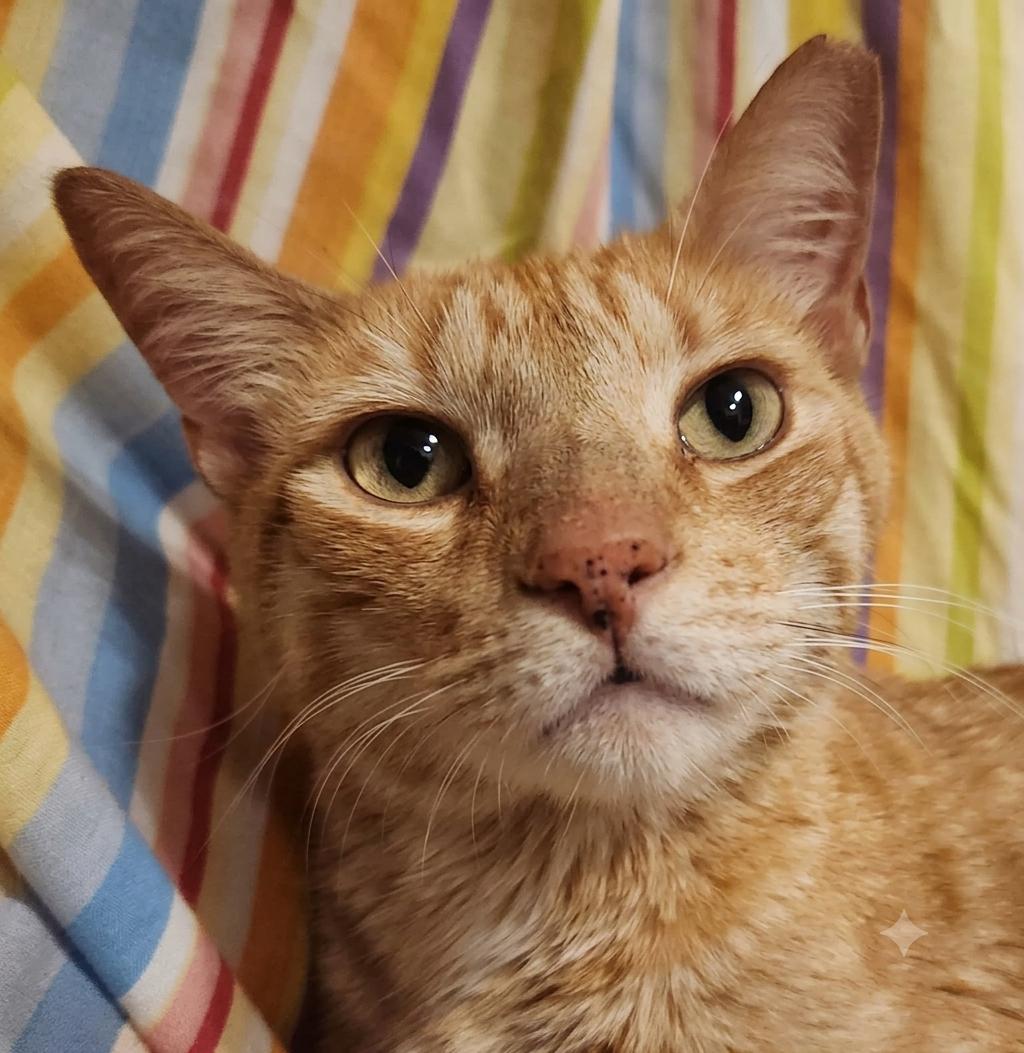 Bruce, Adoptable, Adult Male Tabby.