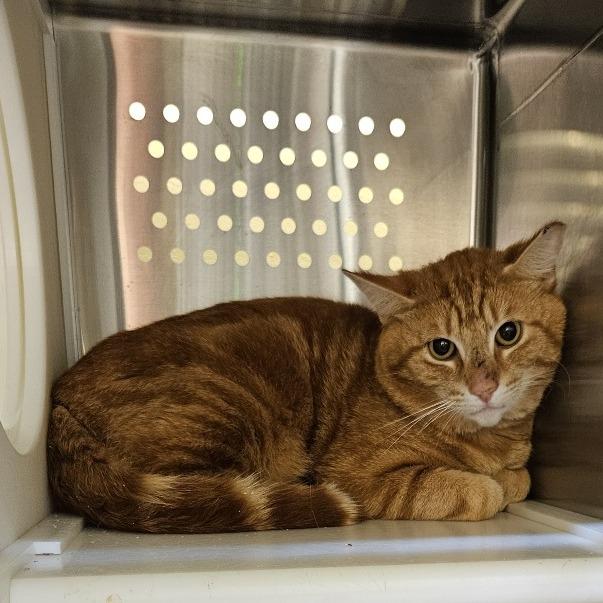 Enlarge Gringo, a Adoptable Domestic Short Hair in Port Townsend, WA image 1/1