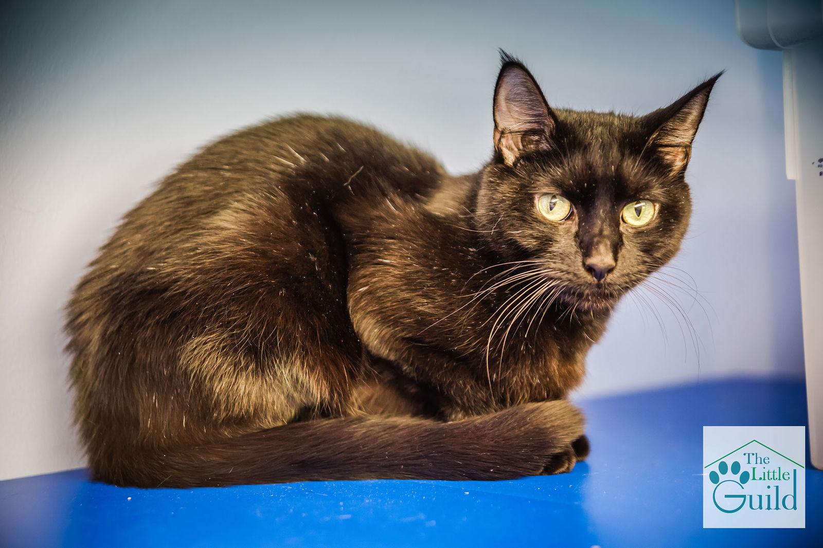 Jack (prev.Sid), Adoptable, Adult Male Domestic Short Hair.