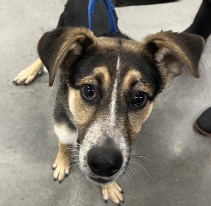Brayton, Adoptable, Adult Male Mixed Breed & Mixed Breed.