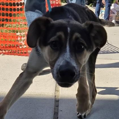 Enlarge Brayton, a Adoptable mixed breed in Voorhees, NJ image 2/2