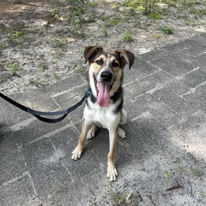 Enlarge Brayton, a Adoptable mixed breed in Voorhees, NJ image 2/3