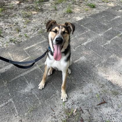 Enlarge Brayton, a Adoptable mixed breed in Voorhees, NJ image 3/3