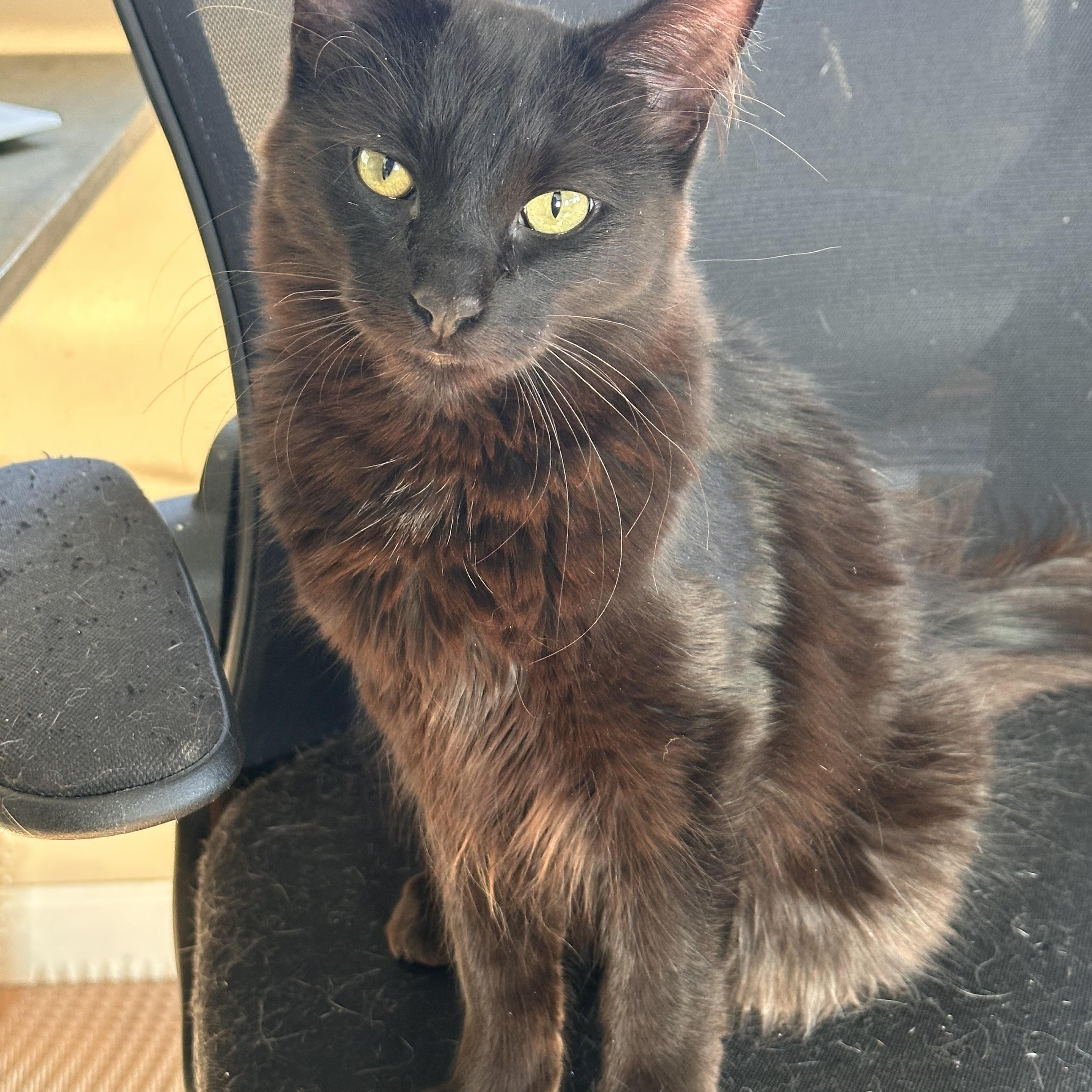 Enlarge Wolf, an adoptable Domestic Medium Hair in Belvidere, IL image 1/5