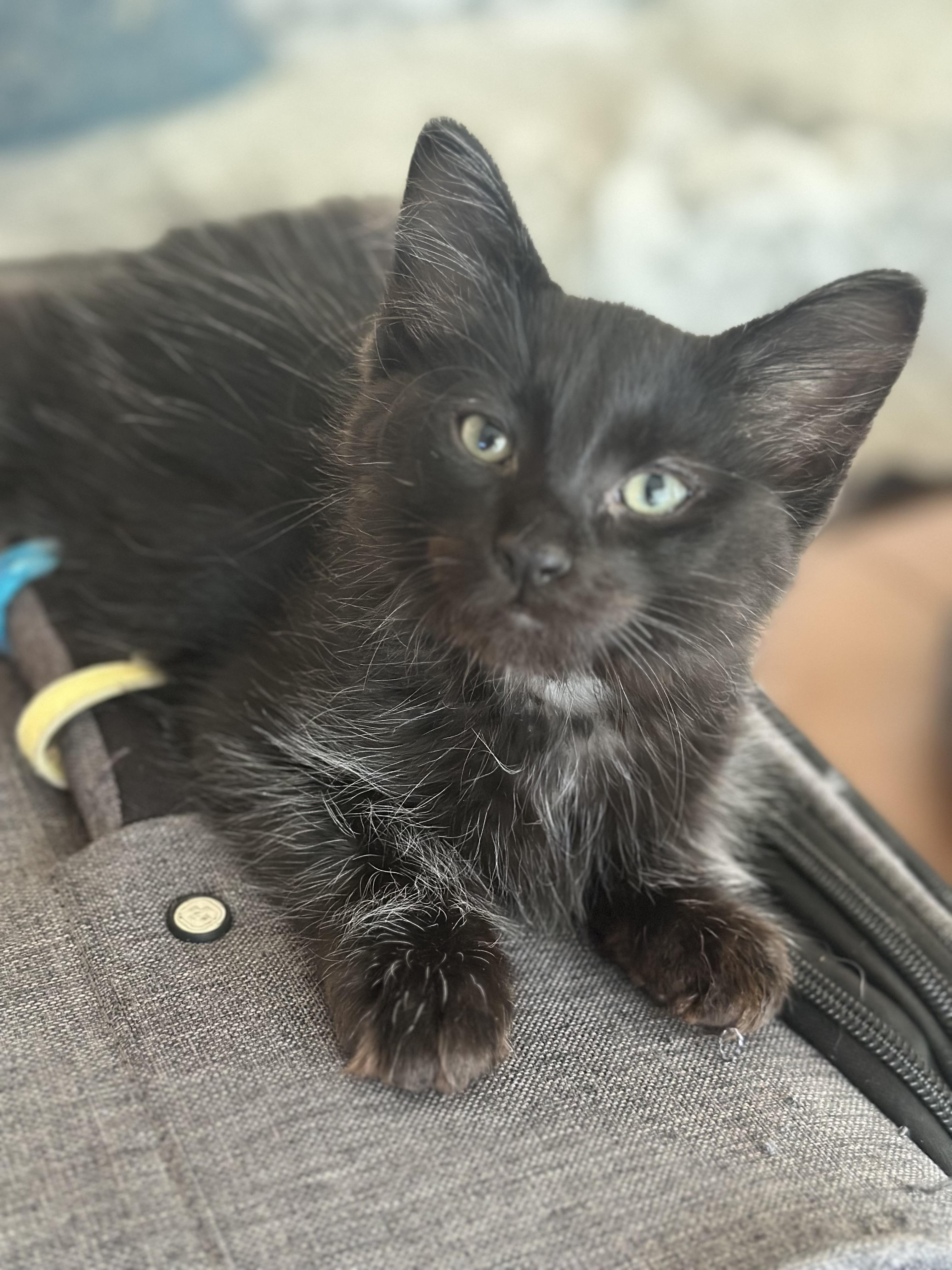 Enlarge Wolf, an adoptable Domestic Medium Hair in Belvidere, IL image 2/5