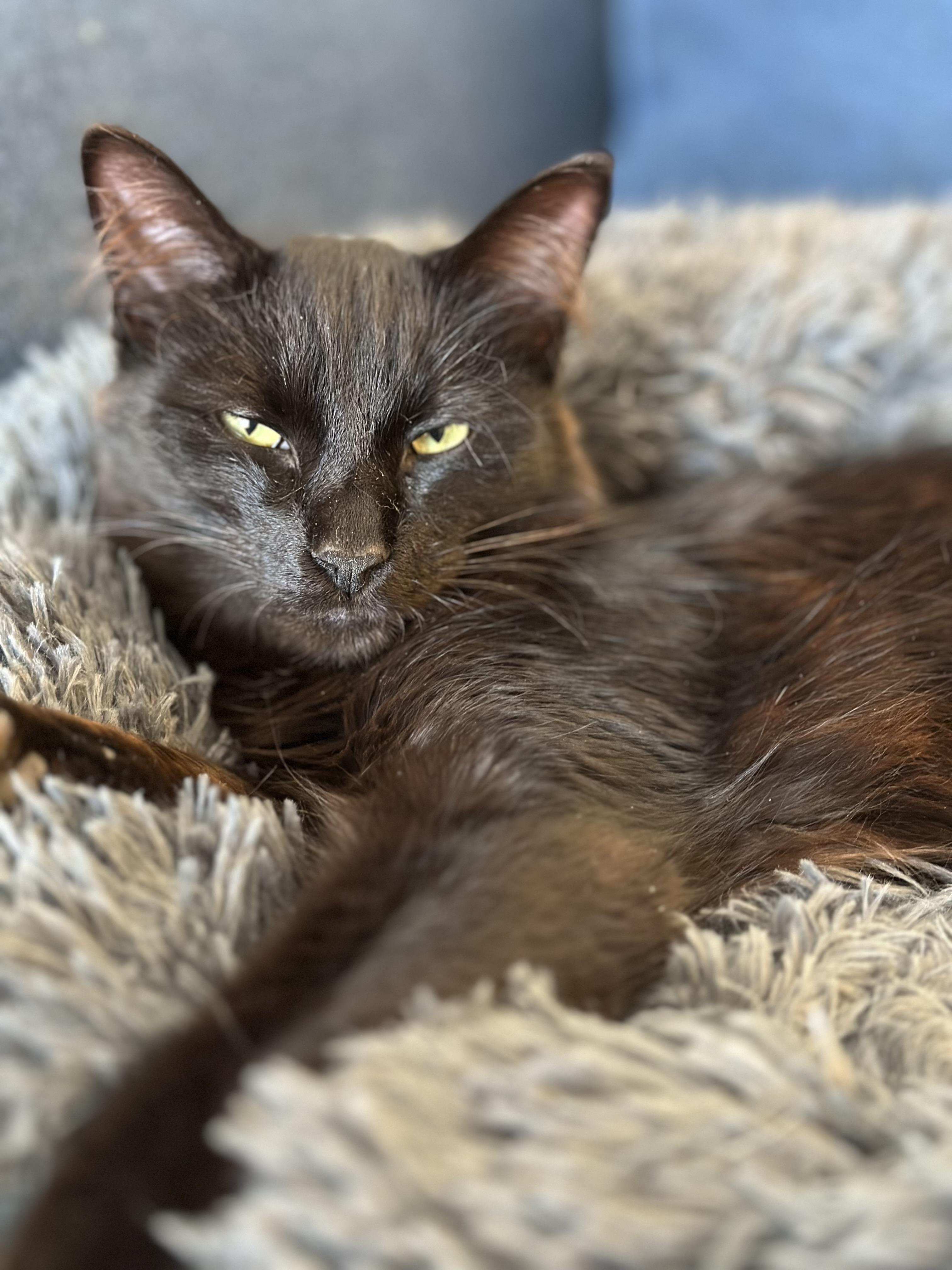 Enlarge Wolf, an adoptable Domestic Medium Hair in Belvidere, IL image 5/5