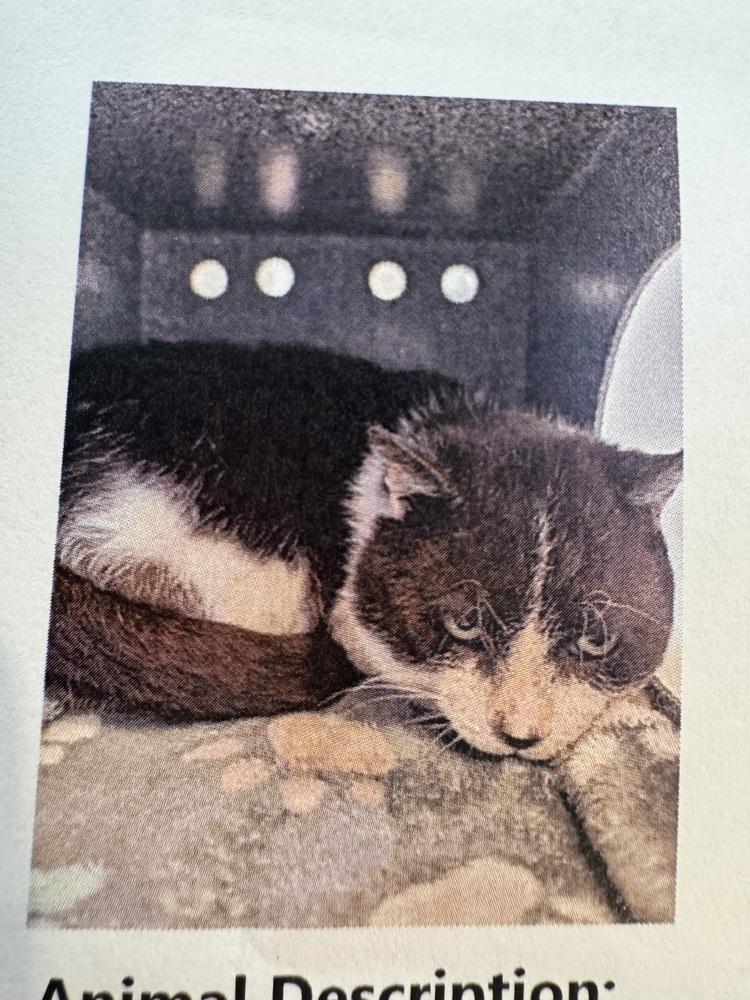Duke Thunderbelly, Adoptable, Adult Male American Shorthair.