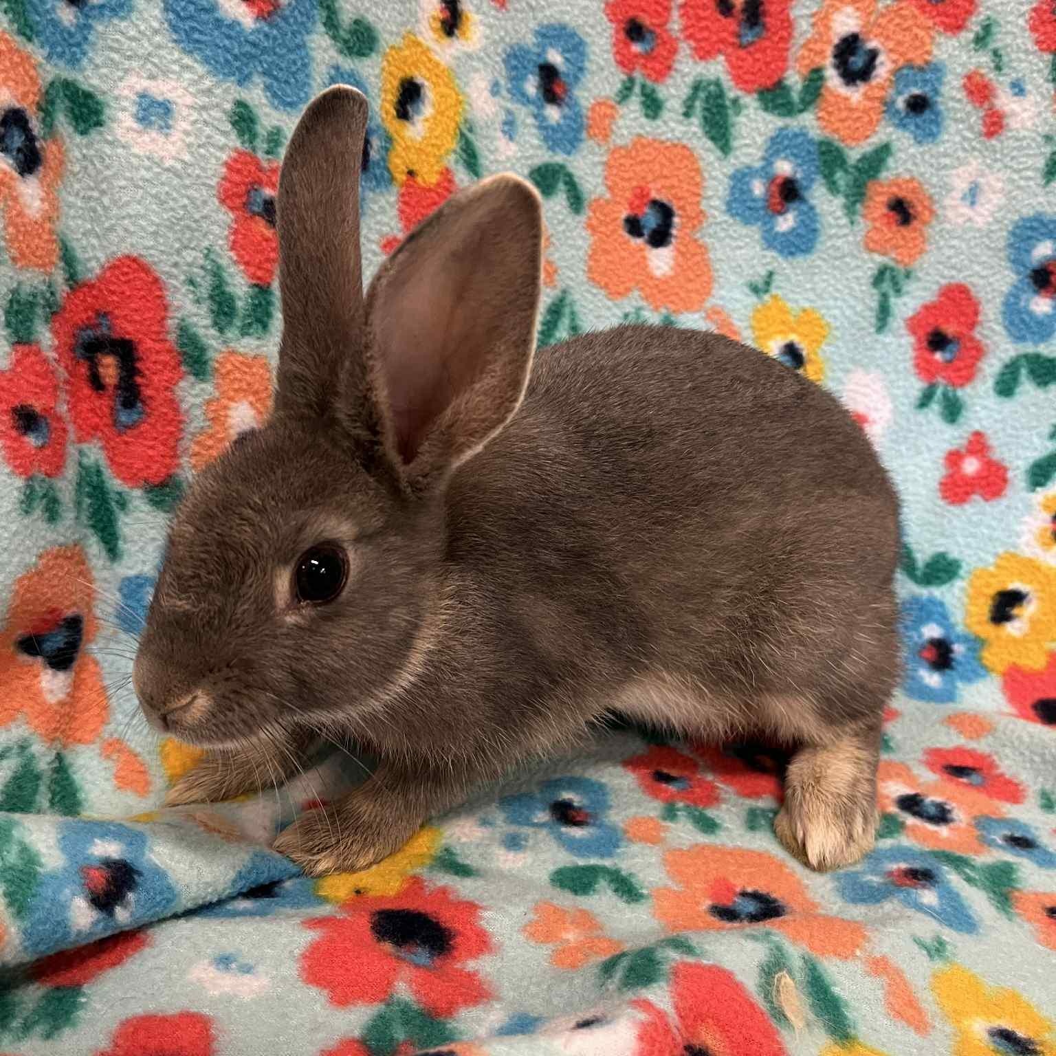 Parsley
