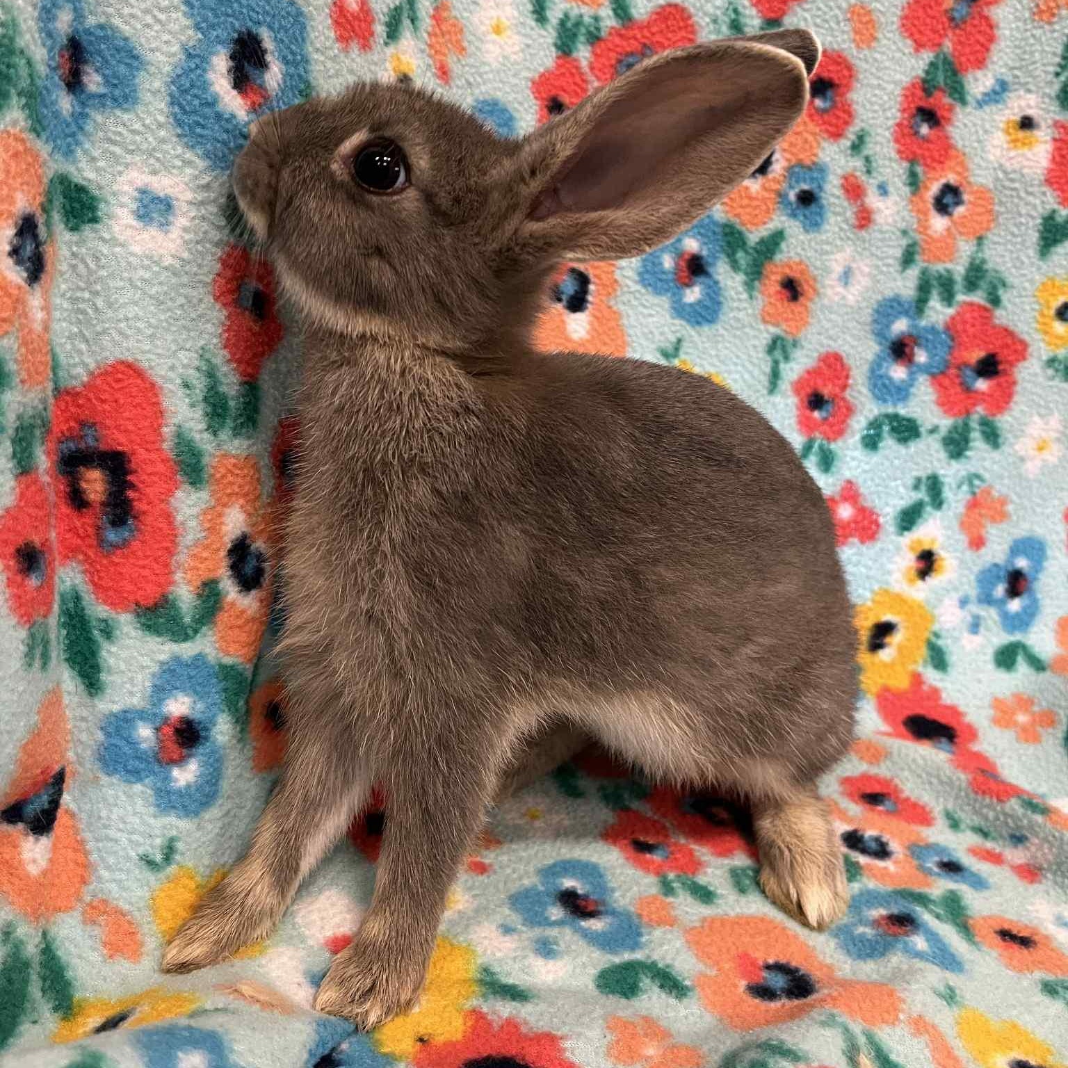 Parsley