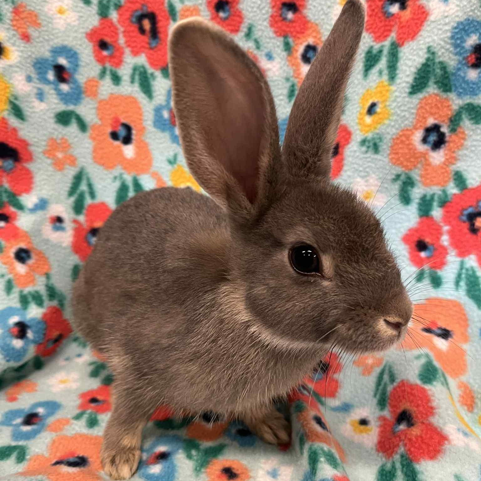 Parsley