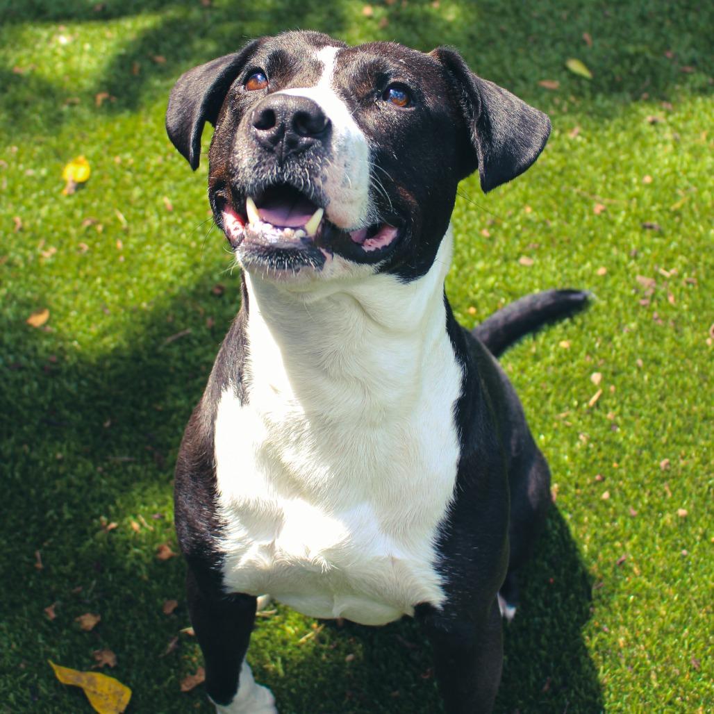 Rolan, Adoptable, Adult Male Pit Bull Terrier & Mixed Breed.