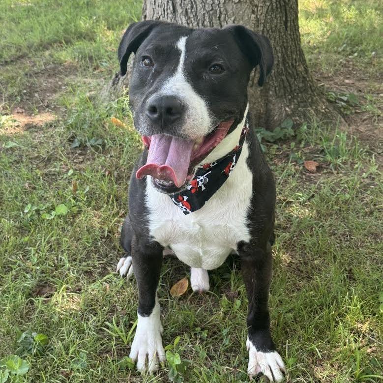Enlarge Rolan, a Adoptable mixed breed in Huntsville, AL image 2/6