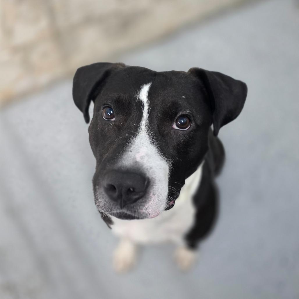 Enlarge Rolan, a Adoptable mixed breed in Huntsville, AL image 3/6