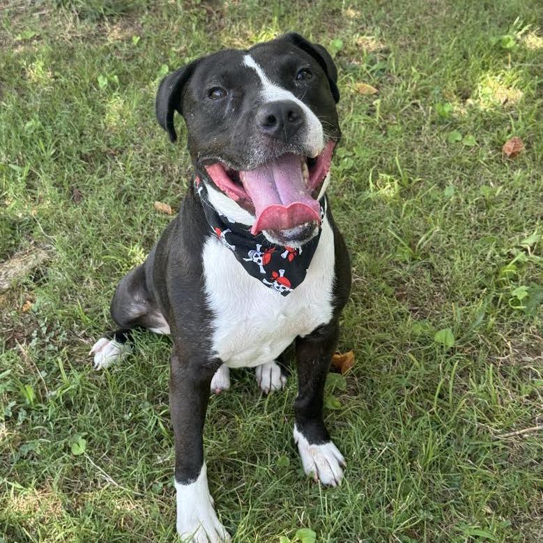 Enlarge Rolan, a Adoptable mixed breed in Huntsville, AL image 4/6
