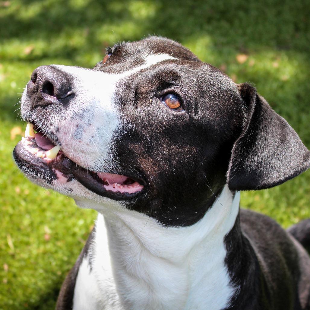 Enlarge Rolan, a Adoptable mixed breed in Huntsville, AL image 5/6