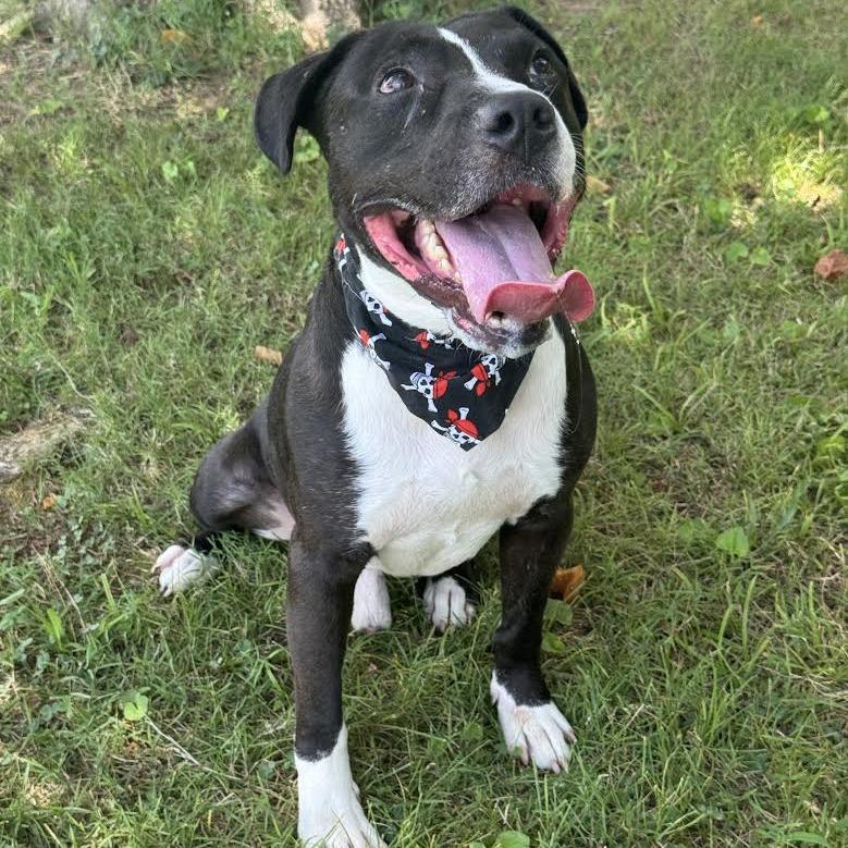 Enlarge Rolan, a Adoptable mixed breed in Huntsville, AL image 6/6