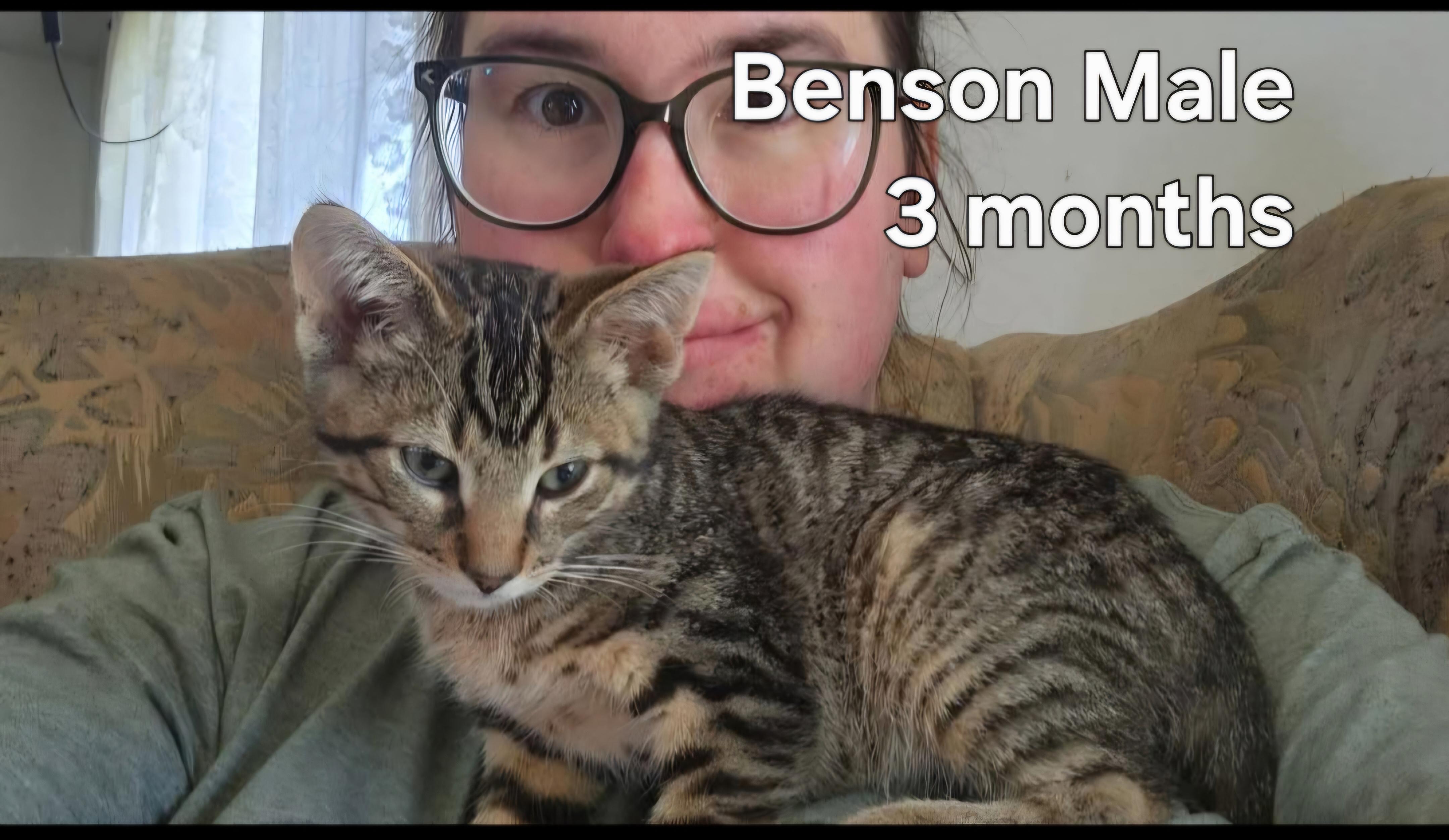 Enlarge Kermit & Benson, a Adopted Domestic Short Hair in Bristol, QC image 2/2