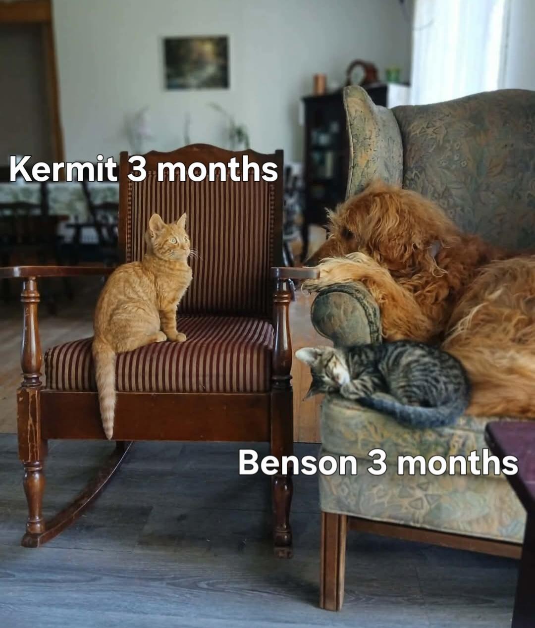 Kermit & Benson, Adoptable, Kitten Male Domestic Short Hair.