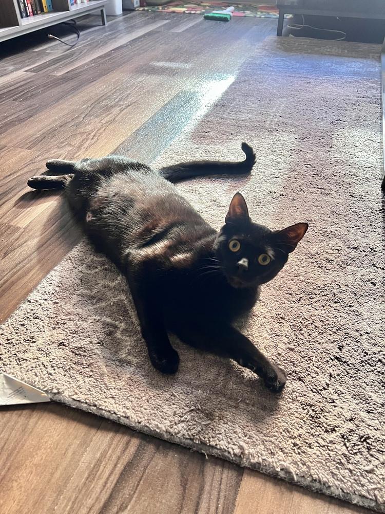 Chip, Adoptable, Kitten Male Domestic Short Hair.