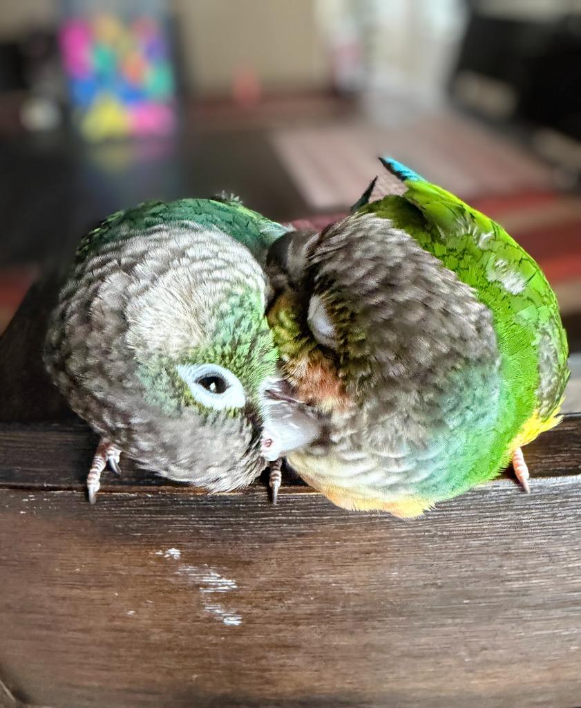 Aurora, Adoptable, Adult Male Conure.