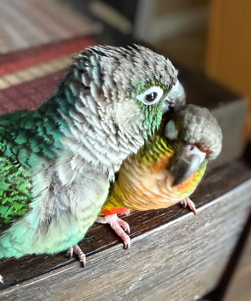 Enlarge Aurora, a Adoptable Conure in Ballwin, MO image 2/6