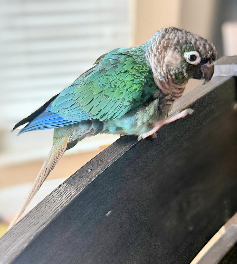 Enlarge Aurora, a Adoptable Conure in Ballwin, MO image 3/6
