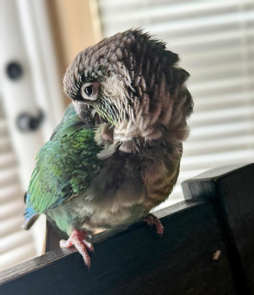 Enlarge Aurora, a Adoptable Conure in Ballwin, MO image 4/6