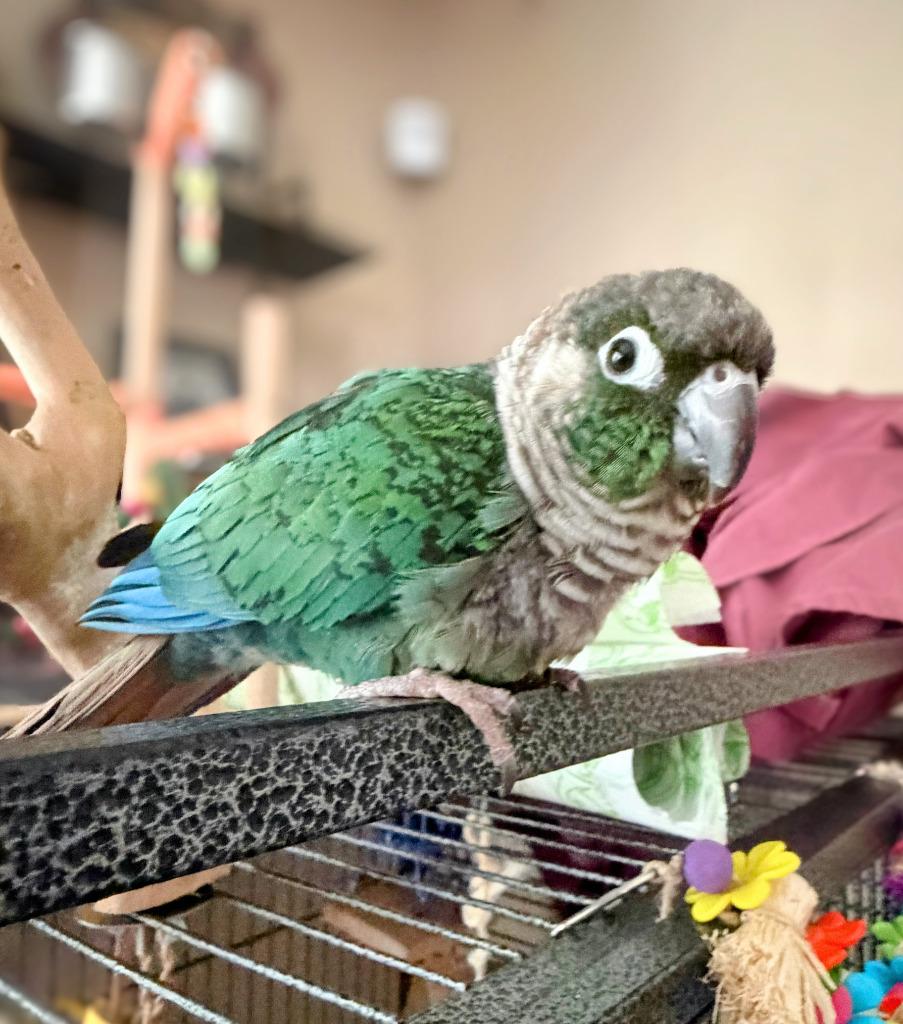 Enlarge Aurora, a Adoptable Conure in Ballwin, MO image 5/6